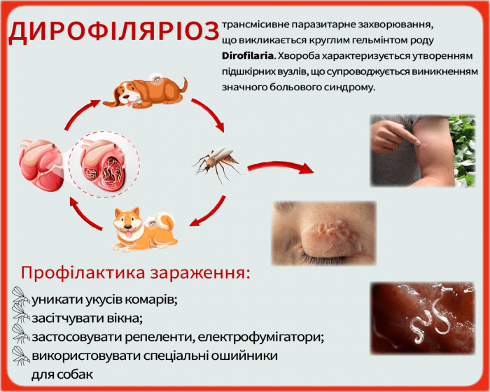 Берегись: в Киеве зафиксировали случаи опасной болезни, которую разносят комары фото