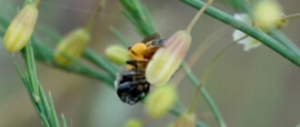 Андрена золотоногая: в Чернобыле заметили редкое насекомое