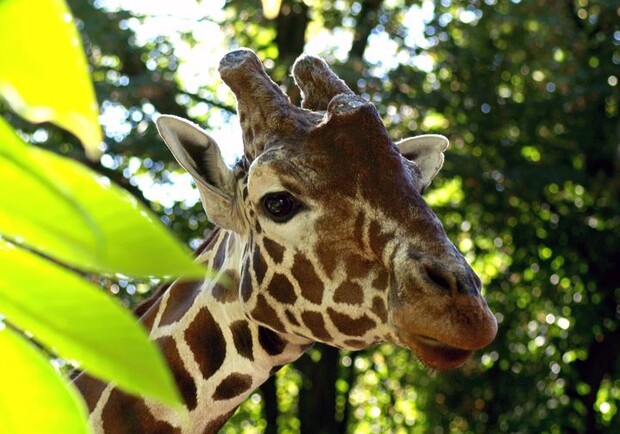 21 июня в Киевском зоопарке проведут День жирафа. Фото: Киевский зоопарк