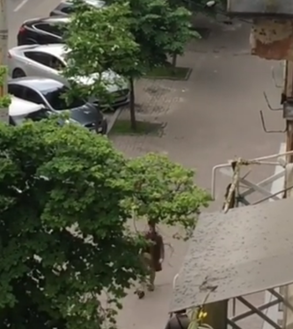 Агрессивные пернатые: почему в Киеве участились случаи нападения ворон на людей