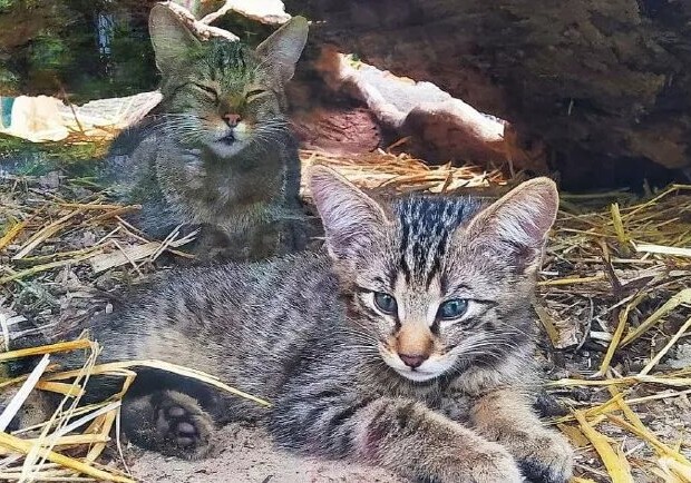 В Киевском зоопарке у семейства лесных котов родились котята. Фото: "Сегодня" 