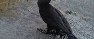 Уникальная конфигурация: под Киевом нашли баклана с четырьмя лапами