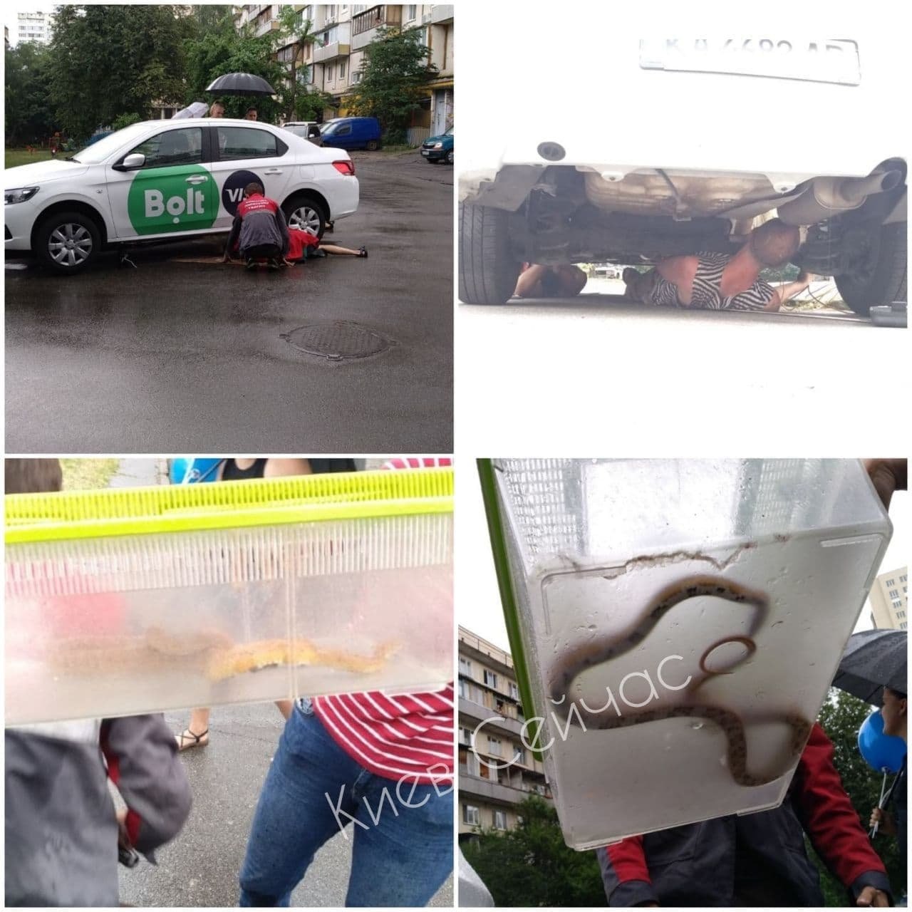 Необычный пассажир: в Киеве в такси Bolt обнаружили змею