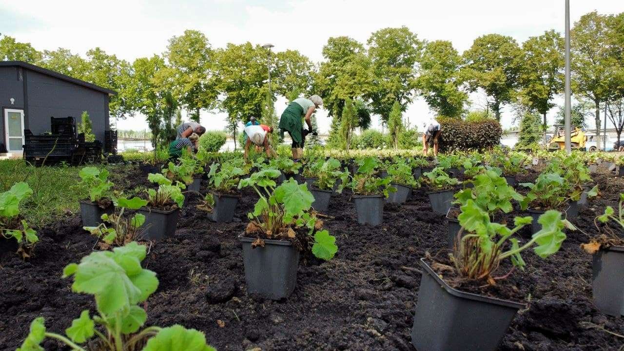 В одном из парков Киева высадили растения в нидерландском стиле, - ФОТО