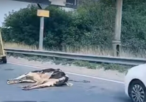 Погибли на дороге: в Киеве из прицепа выпали две коровы. Фото: скриншот видело Kievmap