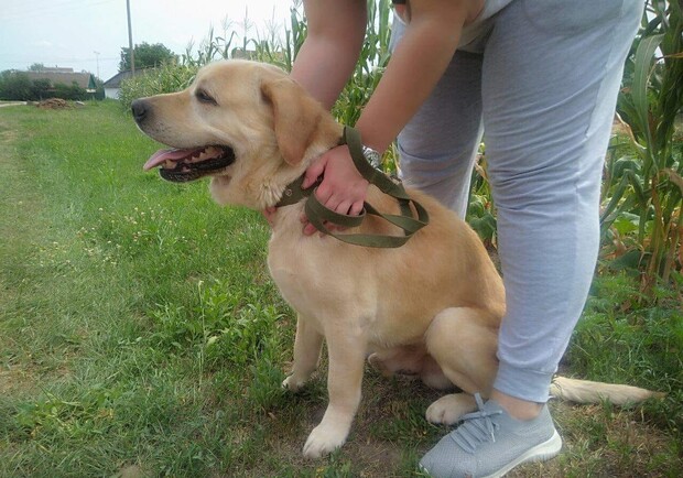 Киевлянам вернули собаку, которую они потеряли шесть лет назад. Facebook Натальи Рец