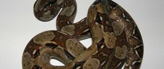 Пропажа двухметрового удава Антона: хозяйка рептилии рассказала новые детали
