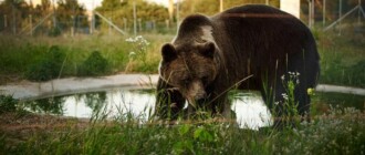 Проведай пушистых: под Киевом для посетителей открывают центр реабилитации медведей