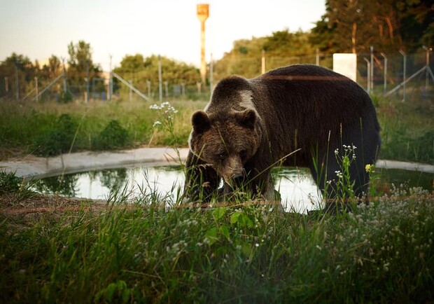 Под Киевом для посетителей открывают центр реабилитации медведей. Фото: White Rock Bear Shelter
