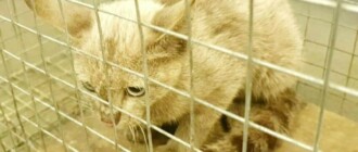 Блуждала неделю по тоннелям: в Киевском метро нашли кошку, которая сбежала из переноски