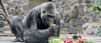 У гориллы Тони появился новый вольер в Киевском зоопарке