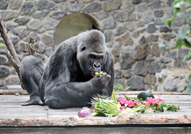 У гориллы Тони появился новый вольер в Киевском зоопарке. Фото: Киевский зоопарк
