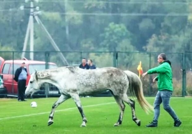 Отборочный матч Дефлимпийских игр Украина — Италия остановили из-за собак и коня. Фото: gloss.ua