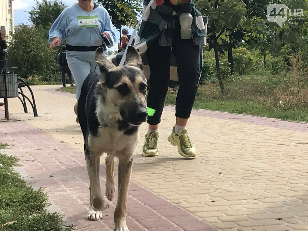 Шпиц, сфинкс и команда: как в Киеве прошел хвостатый забег с четырехлапыми друзьями, - ФОТО, ВИДЕО