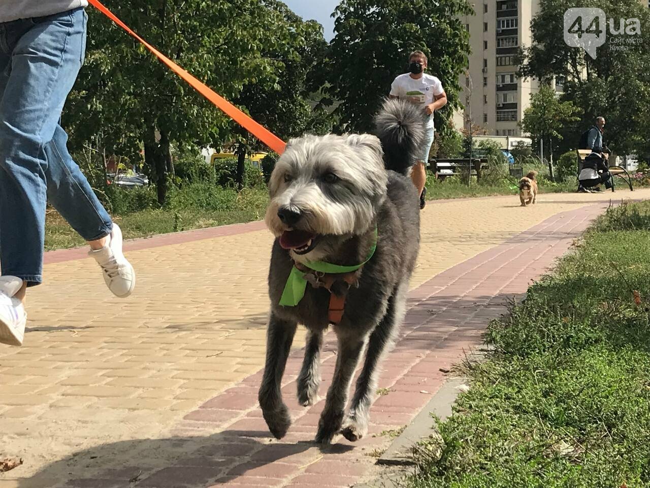 Шпиц, сфинкс и команда: как в Киеве прошел хвостатый забег с четырехлапыми друзьями, - ФОТО, ВИДЕО