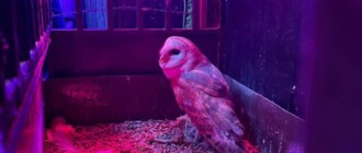Пернатый пленник: зоозащитники спасли редкую сову из киевского бара