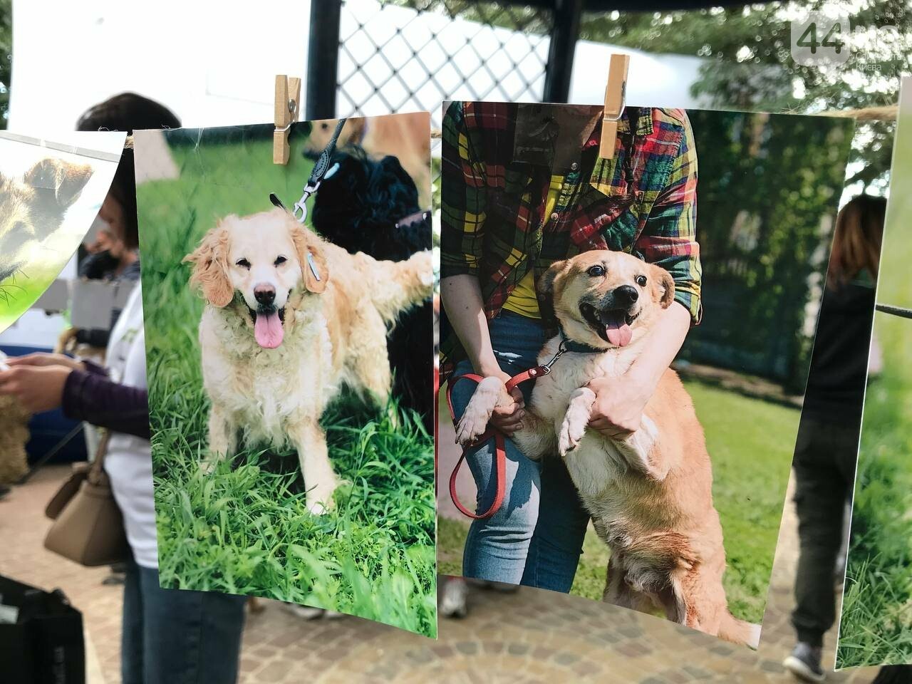 Шпиц, сфинкс и команда: как в Киеве прошел хвостатый забег с четырехлапыми друзьями, - ФОТО, ВИДЕО