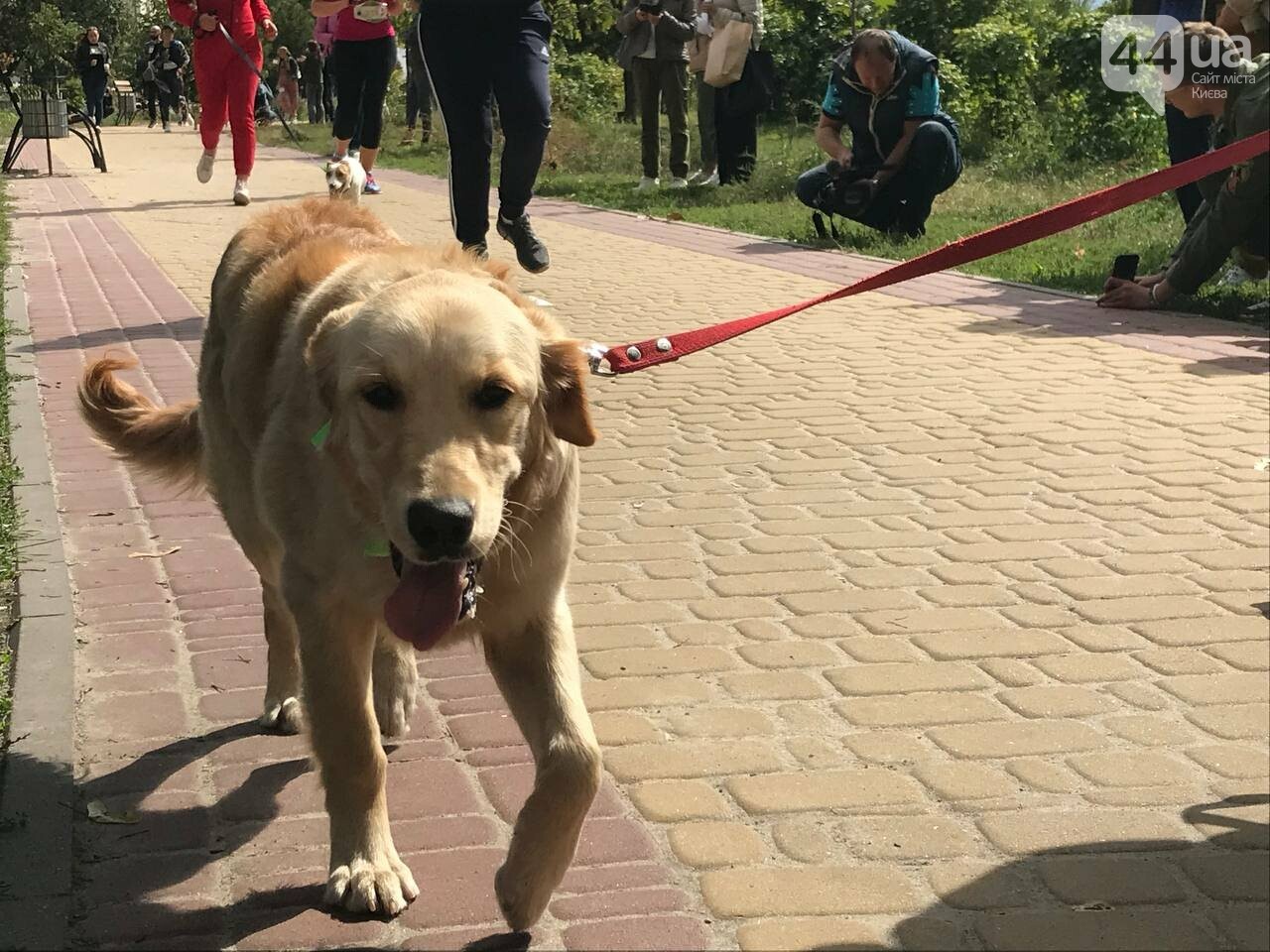 Шпиц, сфинкс и команда: как в Киеве прошел хвостатый забег с четырехлапыми друзьями, - ФОТО, ВИДЕО