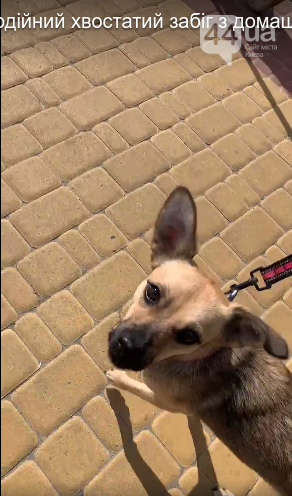 Шпиц, сфинкс и команда: как в Киеве прошел хвостатый забег с четырехлапыми друзьями, - ФОТО, ВИДЕО