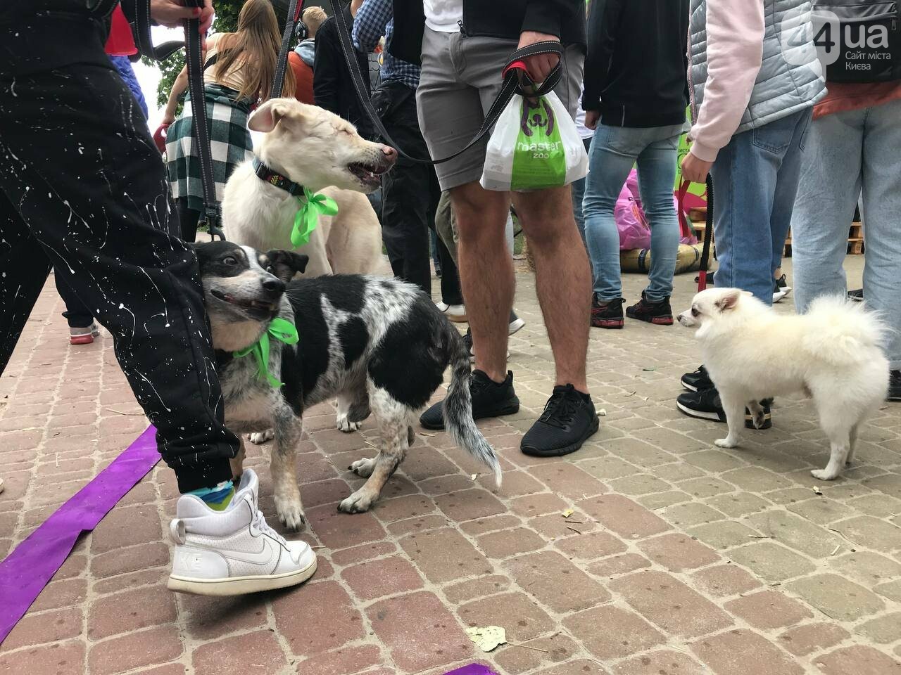Шпиц, сфинкс и команда: как в Киеве прошел хвостатый забег с четырехлапыми друзьями, - ФОТО, ВИДЕО