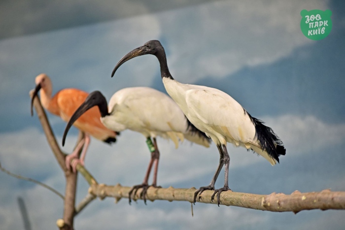 Проведай пернатых: в Киевском зоопарке открыли новый вольер для птиц фото 2