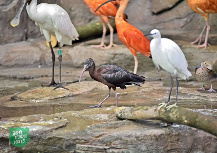 Проведай пернатых: в Киевском зоопарке открыли новый вольер для птиц фото