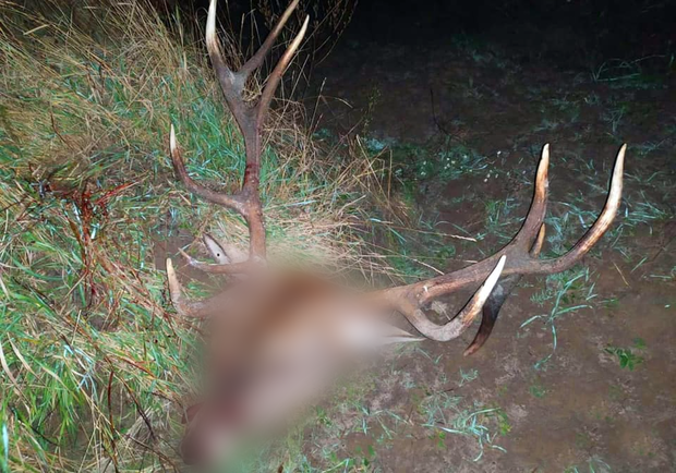 В Чернобыльской зоне охотник убил и расчленил оленя. Фото: полиция Киевской области
