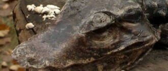 Киевлянка во время прогулки нашла мертвого крокодила