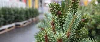На Кольцевой открылись первые елочные базары: почем продают деревья