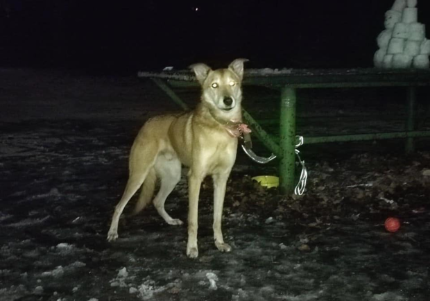 На Дорогожичах в Киеве хозяйка привязала собаку в парке и уехала за границу. 