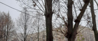 На Борщаговке из-за упавшей с дерева ветки пострадала женщина