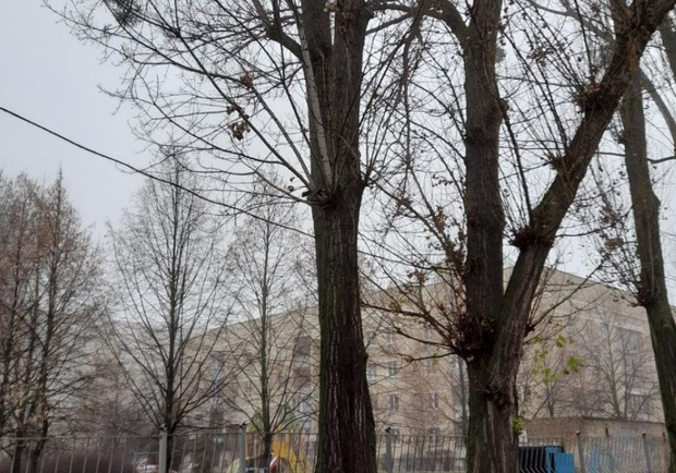 На Борщаговке в Киеве из-за упавшей с дерева ветки пострадала женщина. 