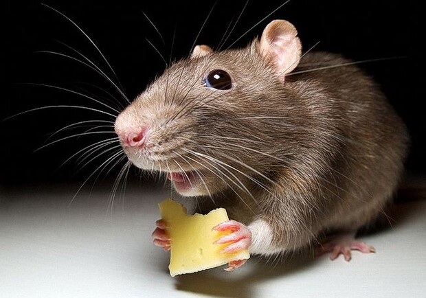 На Лесной мышь лакомилась штруделем в витрине кафе 