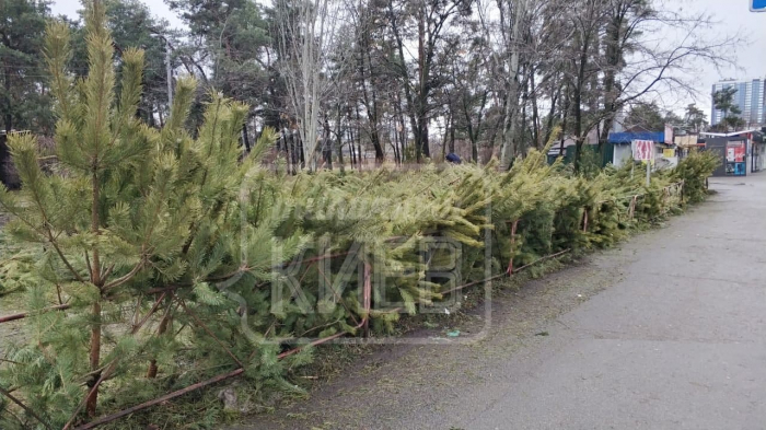 Нелегальные продавцы елок на Дарнице выкинули на улице весь свой товар