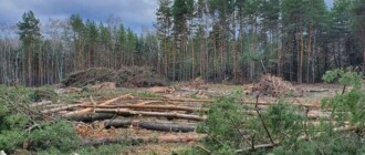 "Новая почта" прокомментировала скандал с вырубкой леса под Киевом
