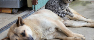Киевляне отдают домашних животных в приюты из-за угрозы нападения РФ