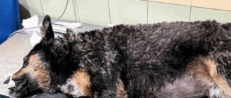 Вторая из отравленных вчера в Гидропарке собак умерла