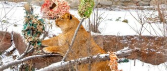 В Киевском зоопарке отмечают 13-летие львиного семейства