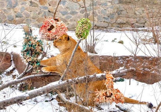 В Киевском зоопарке отмечают 13-летие львиного семейства. 