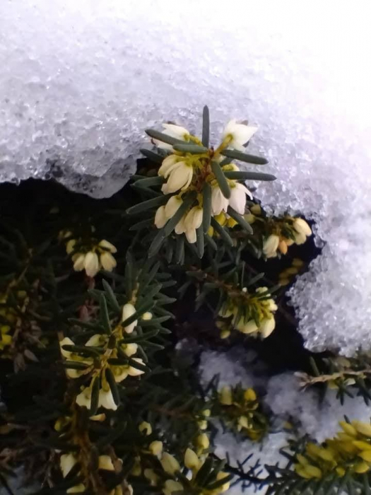 В киевском ботсаду из-под снега пробиваются первоцветы. Фото: Национальный ботанический сад имени Гришко