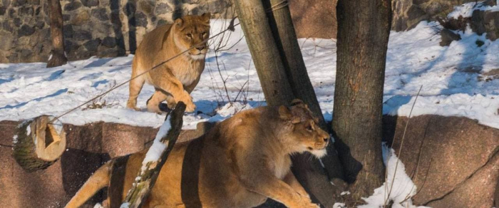 В киевском зоопарке отмечают 13-летие львиного семейства.