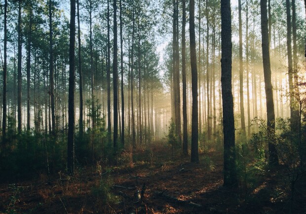Россия планирует вырубать и продавать украинские леса - фото: Steven Kamenar/Unsplash