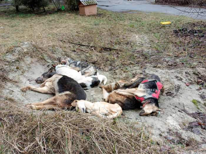 Стало известно, почему не удалось спасти собак из Бородянского приюта.