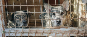 Стало известно, почему не удалось спасти собак из Бородянского приюта