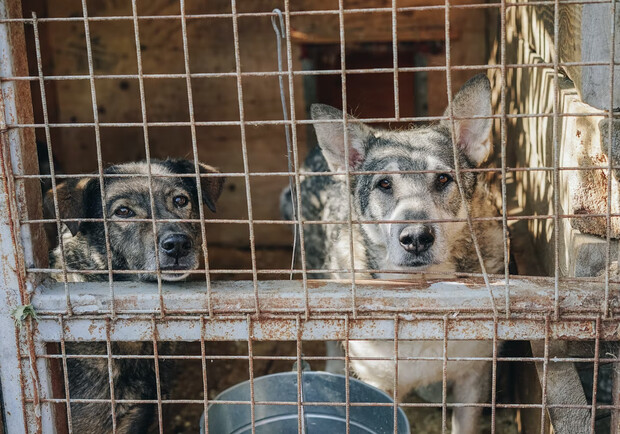 Стало известно, почему не удалось спасти собак из Бородянского приюта. 