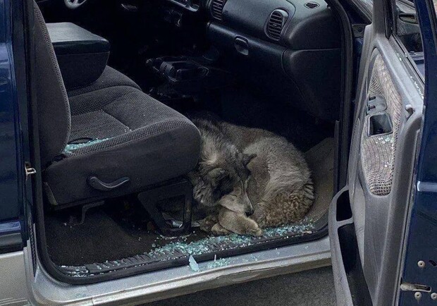 В Буче патрульные нашли в брошенной машине собаку и отдали ее в новую семью. 