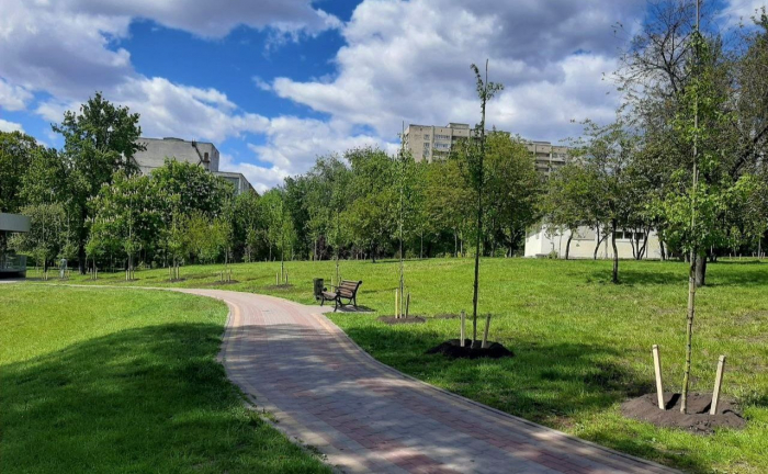 Висаджені клени у парку. Фото: Київзеленбуд