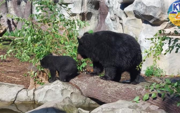В киевском зоопарке медвежонок Бэри впервые вышел "на публику"