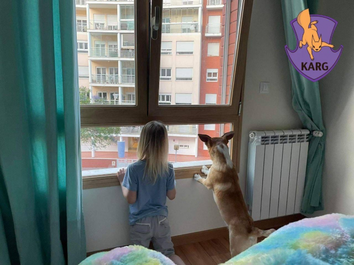 Собака, которую нашли раненым в Ирпене, уехал в новую семью в Португалии.