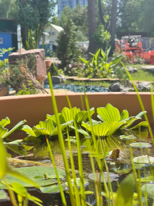 В Киеве стали появляться "Водные сады": для чего они нужны.